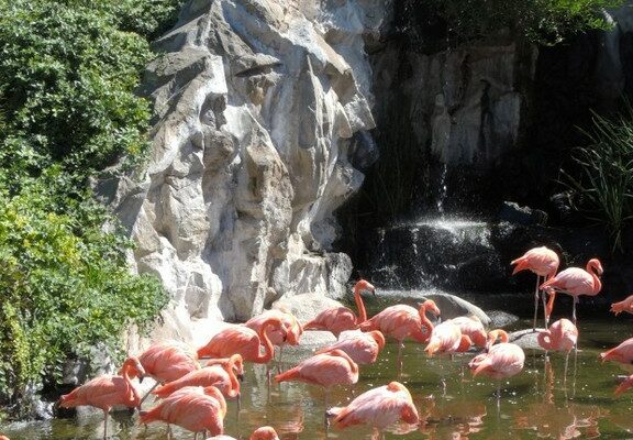 Temaiken - conheça o famoso bio parque de Buenos Aires