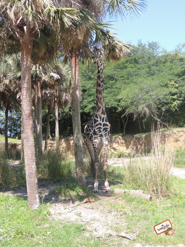 Durante o safari você vê os animais quase de perto