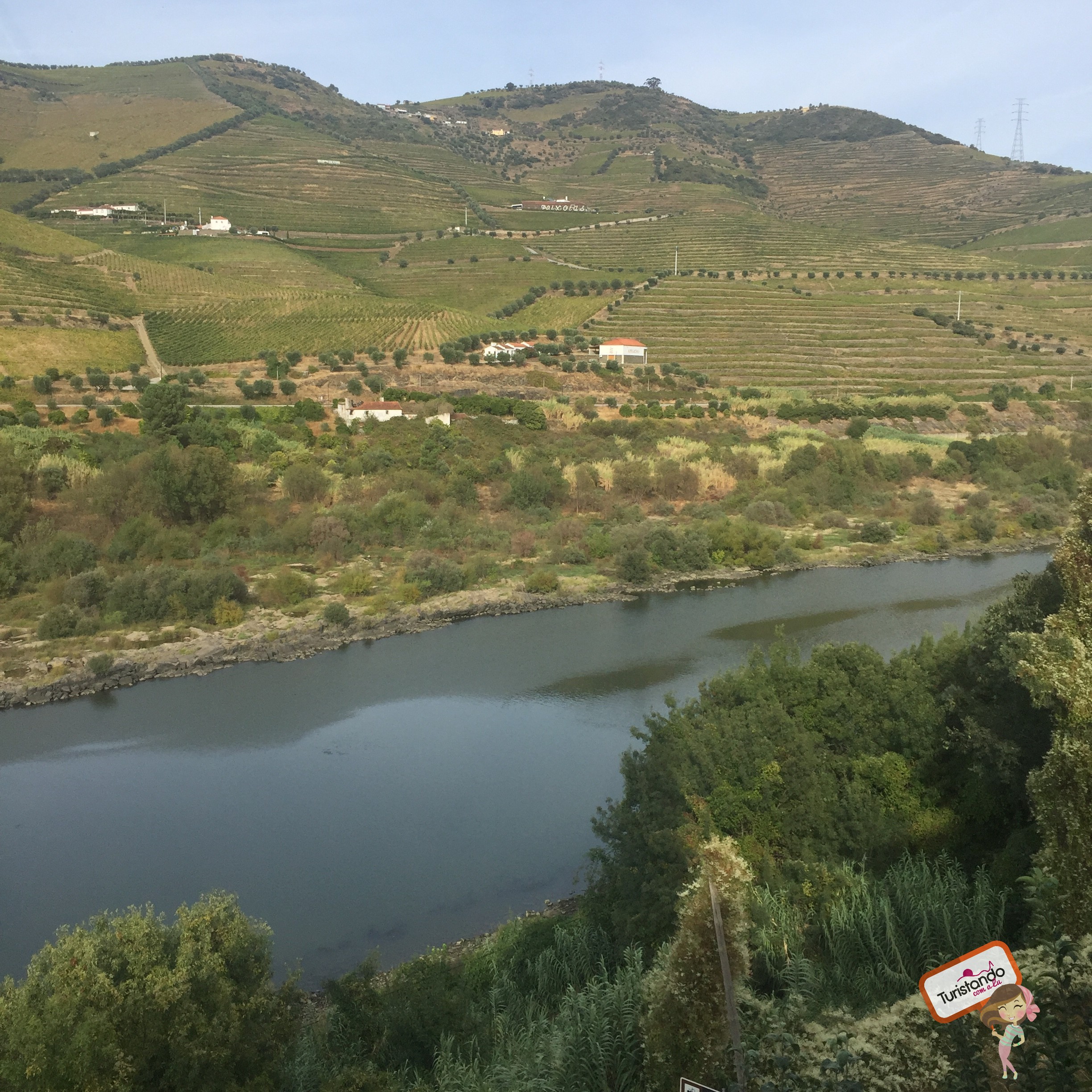 como beber vinho do porto