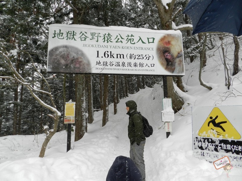 nagano-japao-jigokudani-11