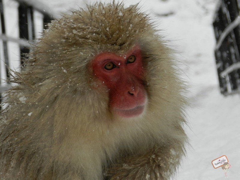 nagano-japao-jigokudani-12