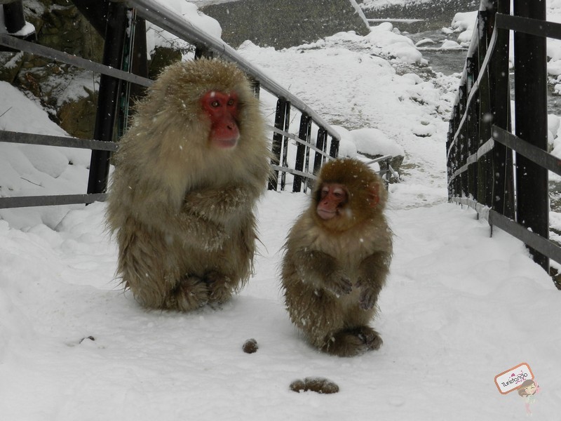 nagano-japao-jigokudani-13