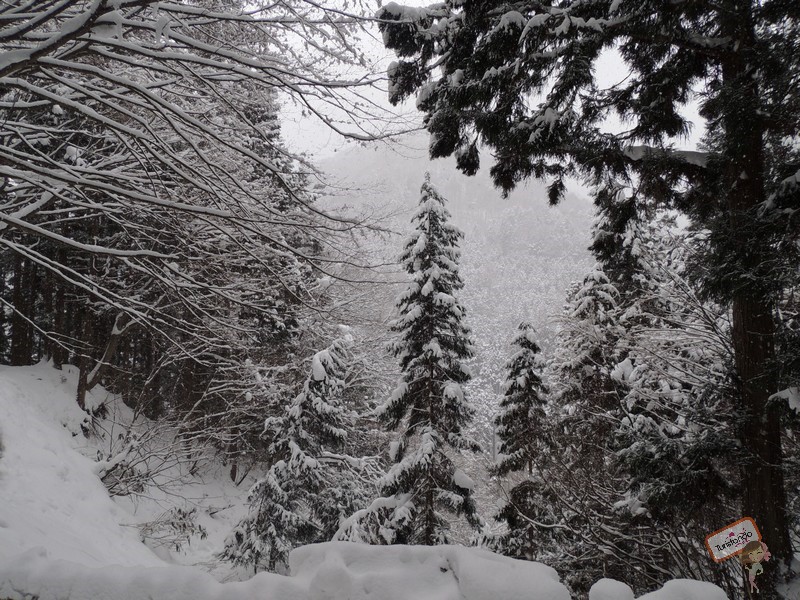 nagano-japao-jigokudani-18