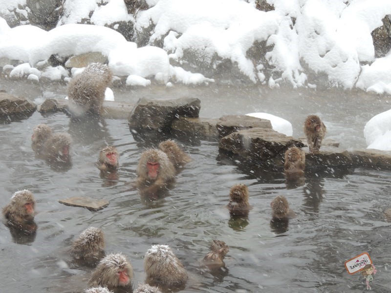 nagano-japao-jigokudani-2