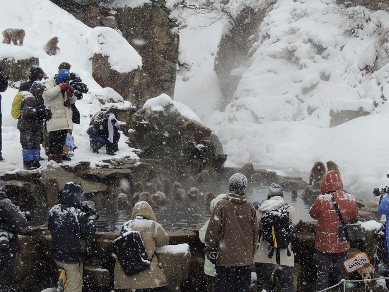 nagano-japao-jigokudani-25