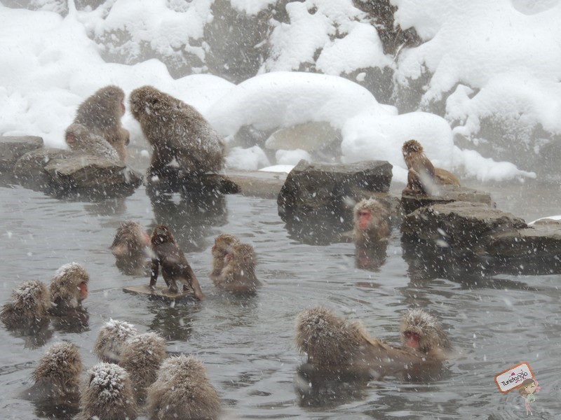 nagano-japao-jigokudani-26