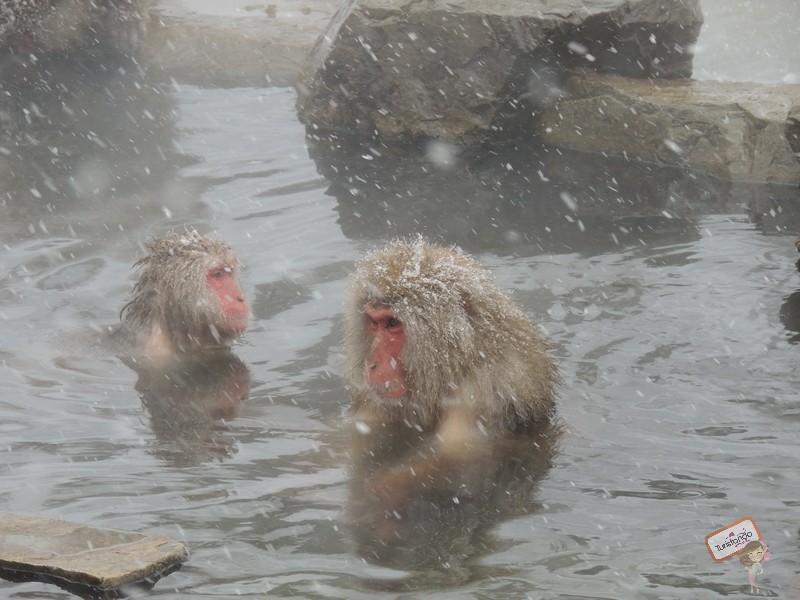 nagano-japao-jigokudani-27