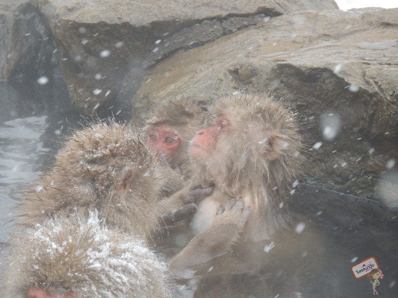 nagano-japao-jigokudani-5