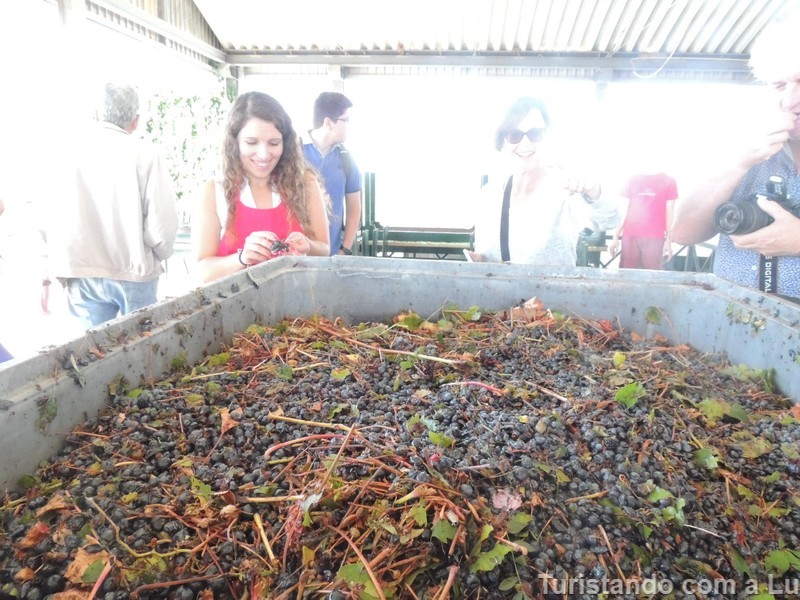 uvas frescas na vinícola ervideira