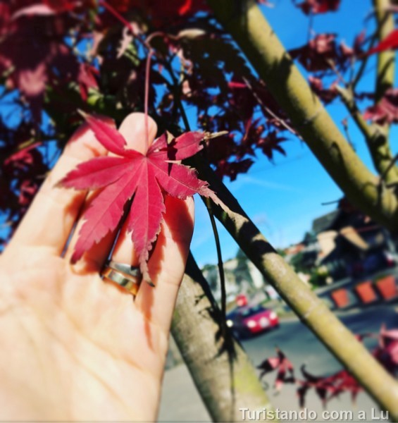 roteiro gramado