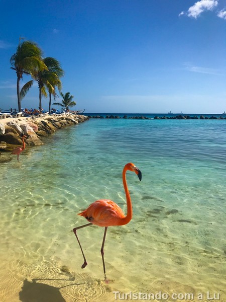 flamingo beach