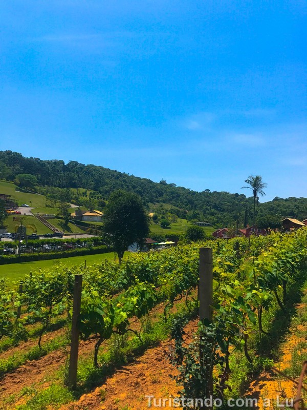 rota do vinho em são roque