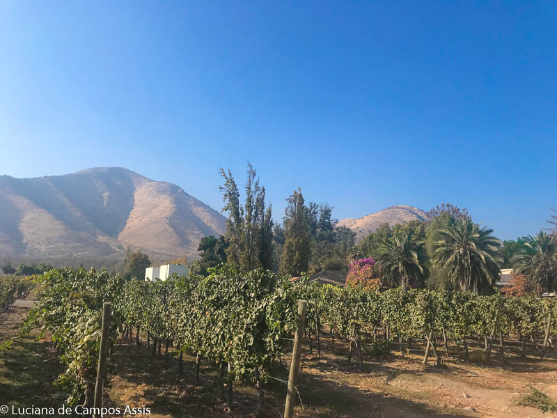 vinícola santa rita em santiago