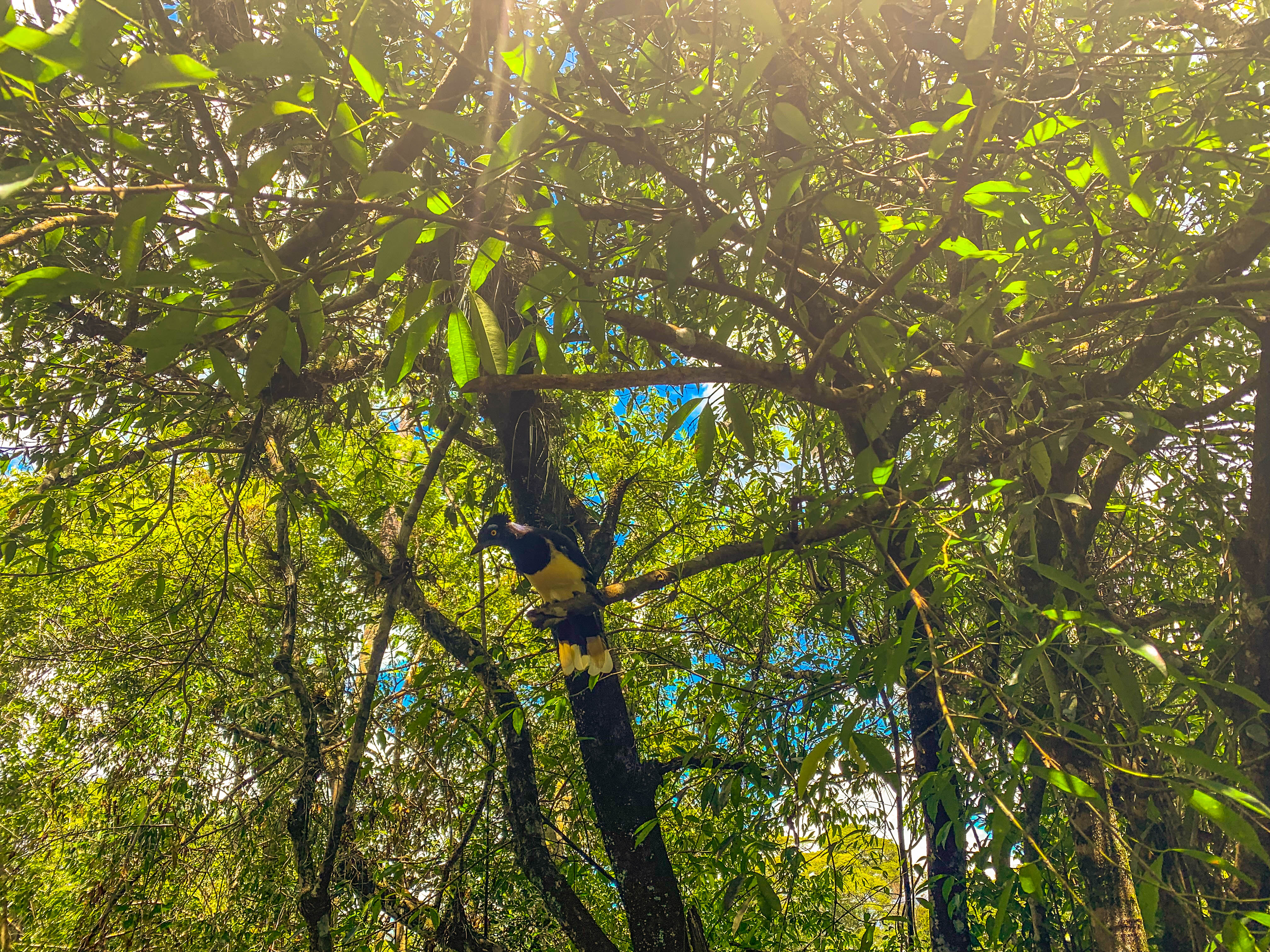 o que fazer em foz do iguaçu