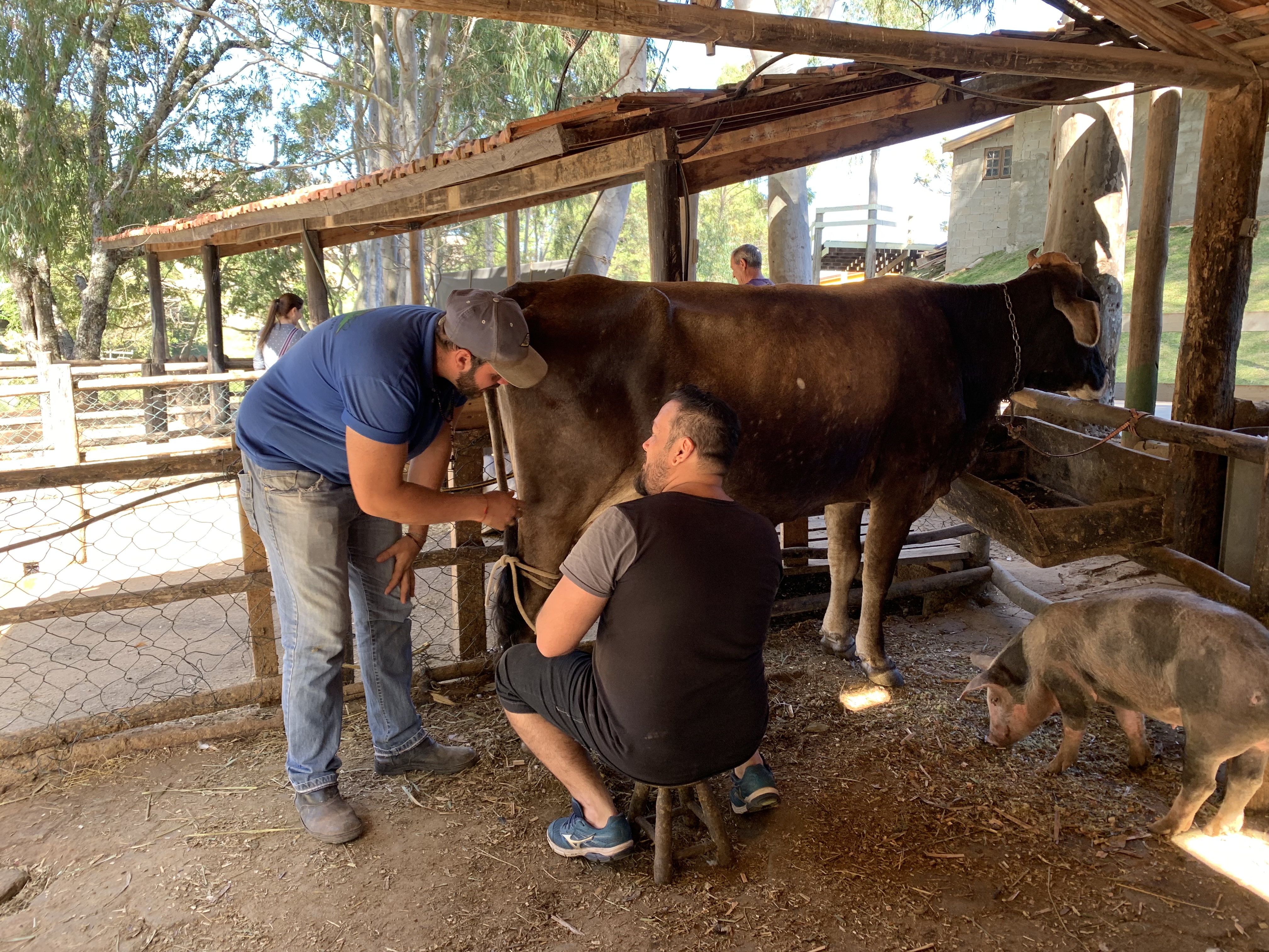 fazenda morro pelado