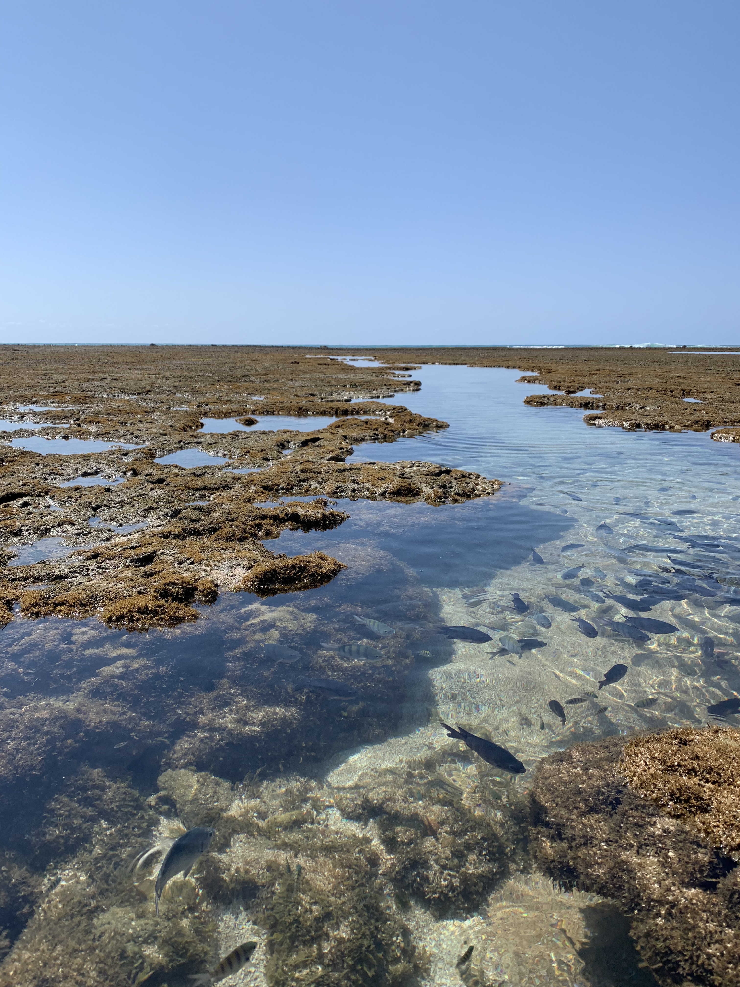 piscinas naturais de porto de galinhas