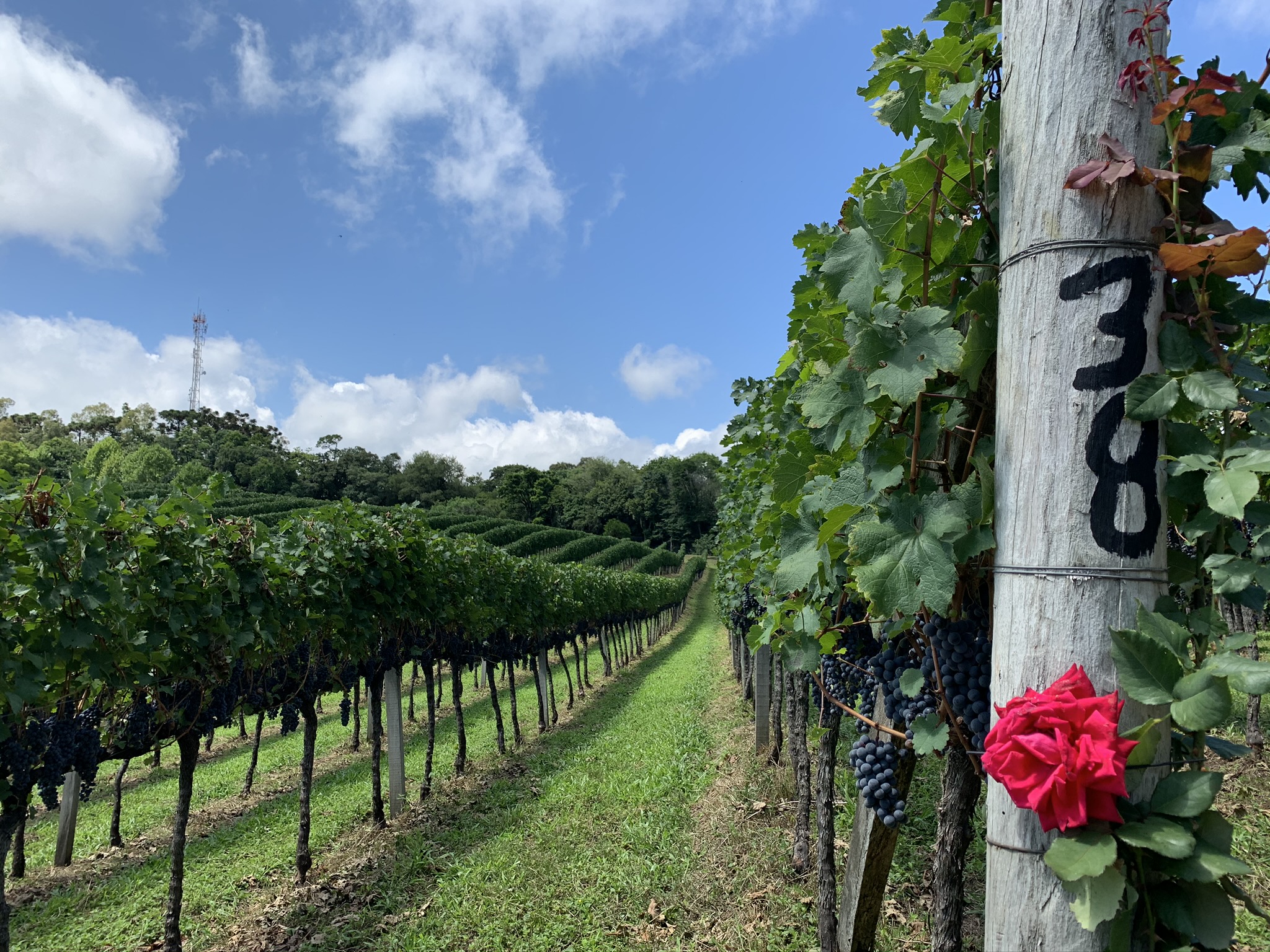 vale dos vinhedos roteiro