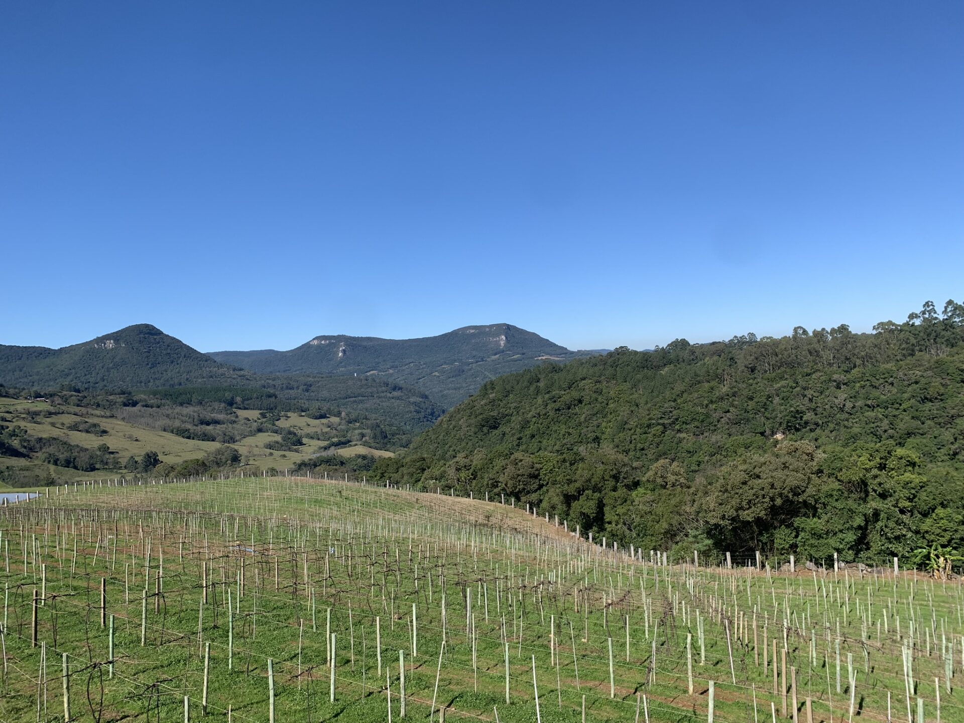 Vinhos da Serra Gaúcha